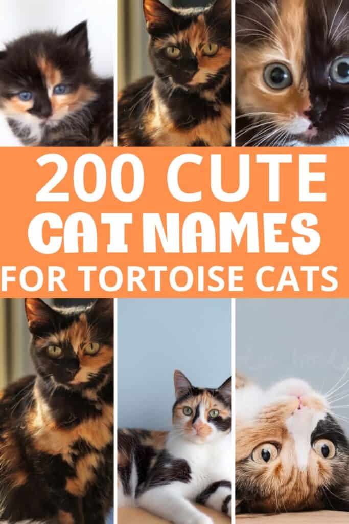 200-cute-names-for-tortoiseshell-cats